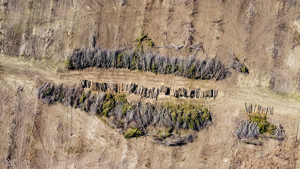 a colour photo of cut down trees arranged in lines photographed from the sky