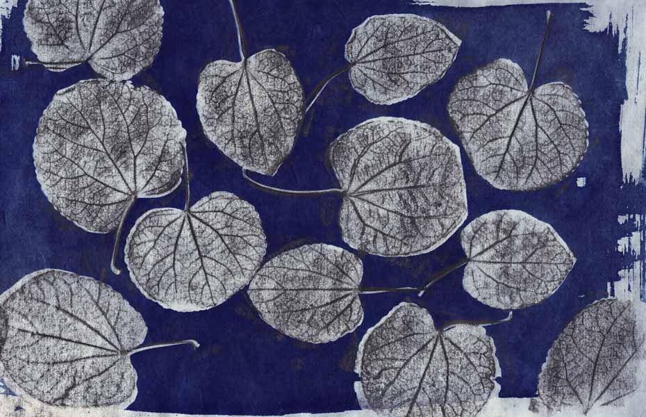 decorative cyanotype of katsura leaves